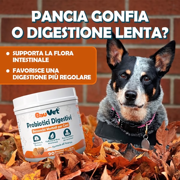 A 1:1 square ad for dog probiotics featuring a clear headline addressing digestive discomfort and a high-contrast visual.